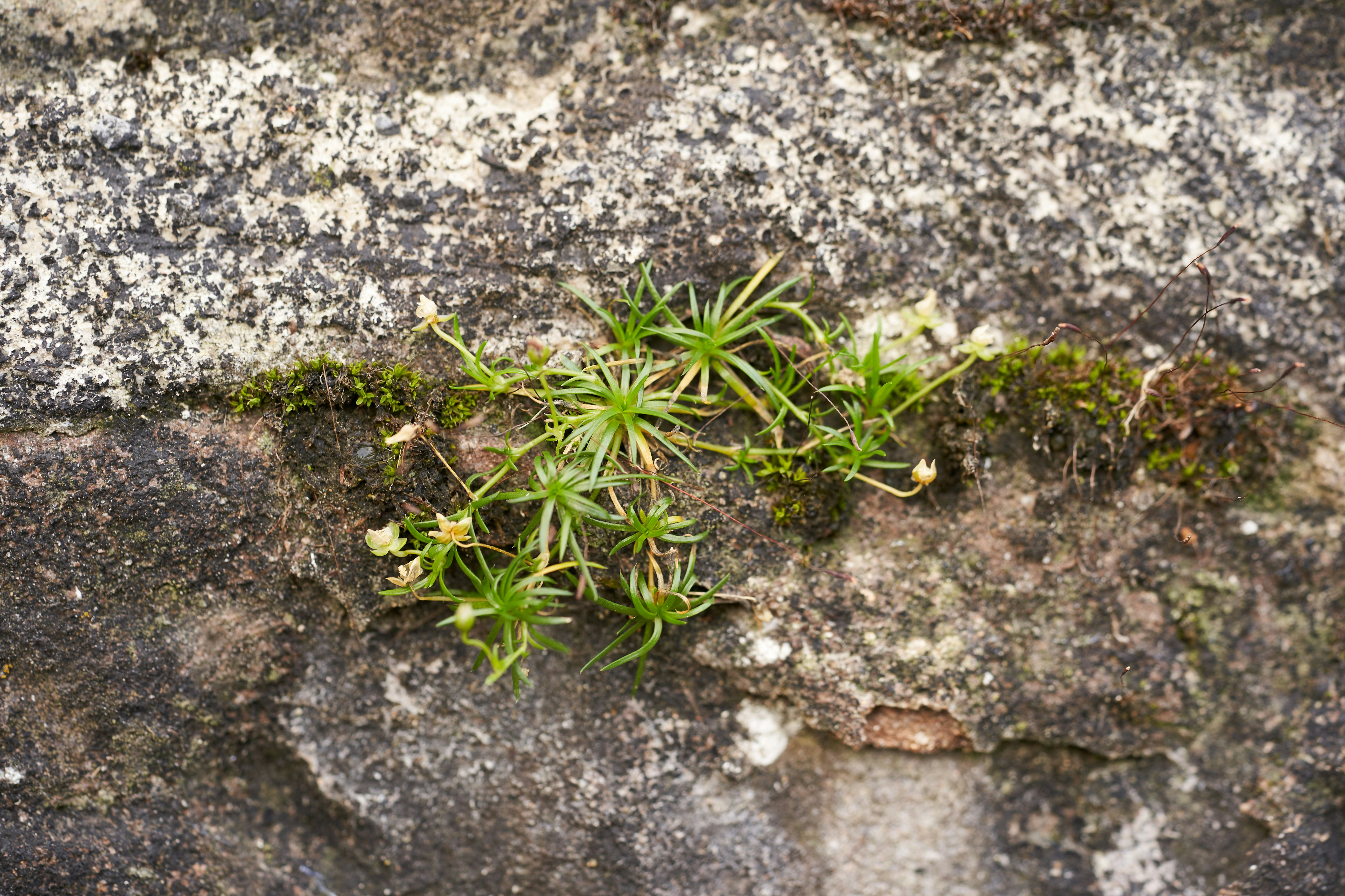 Photo by wolfgang_hasselmann