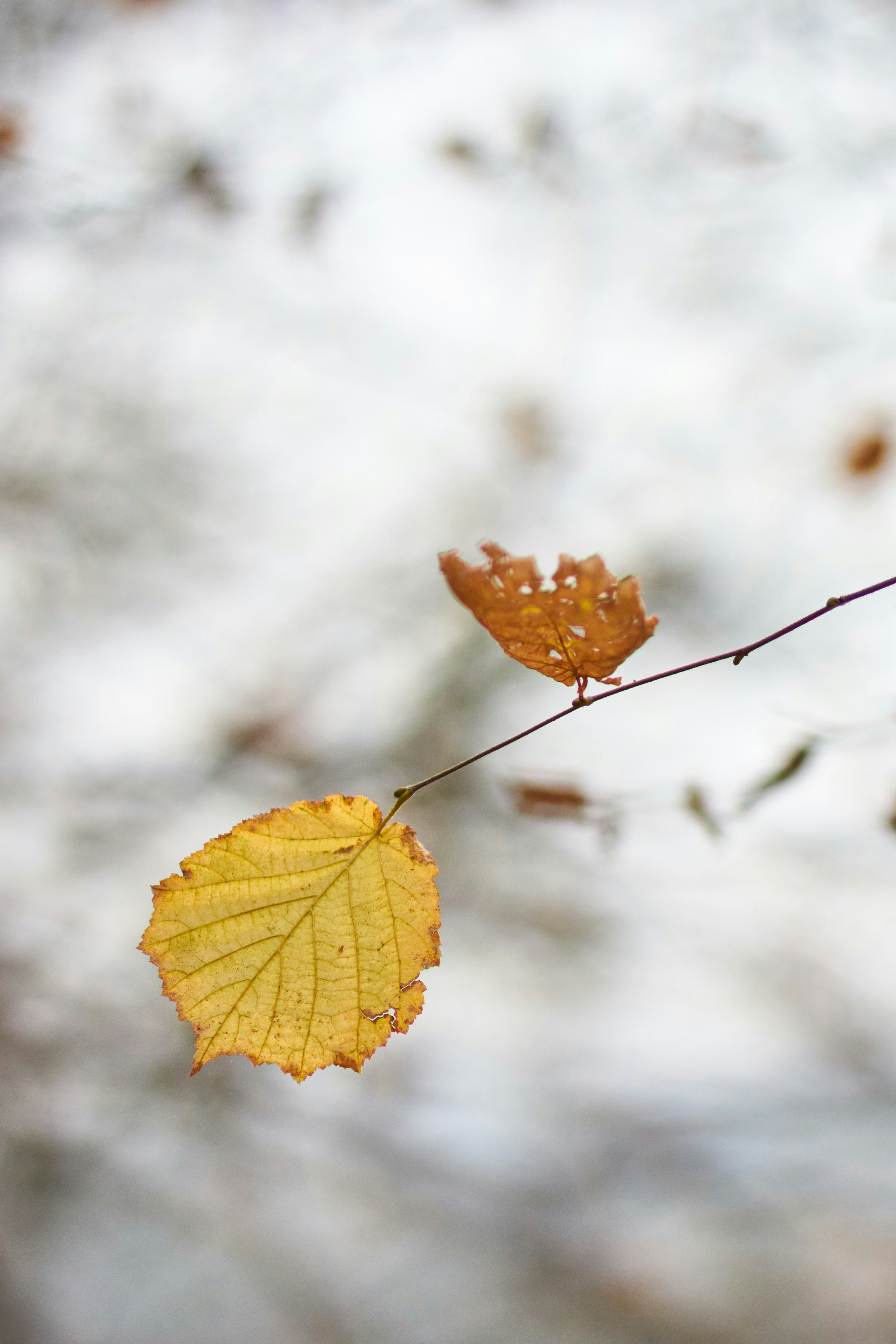 Photo by wolfgang_hasselmann