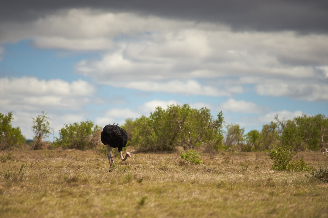 black and white sheep on green grass field under white clouds and blue sky during daytime