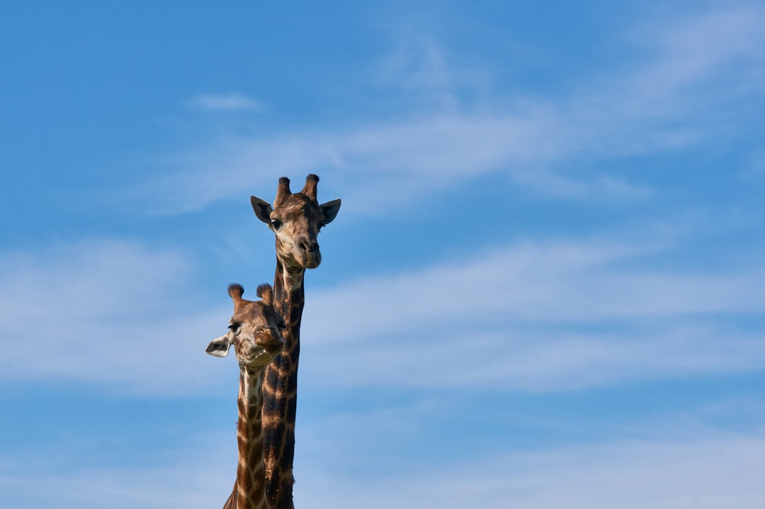 giraffe under blue sky during daytime