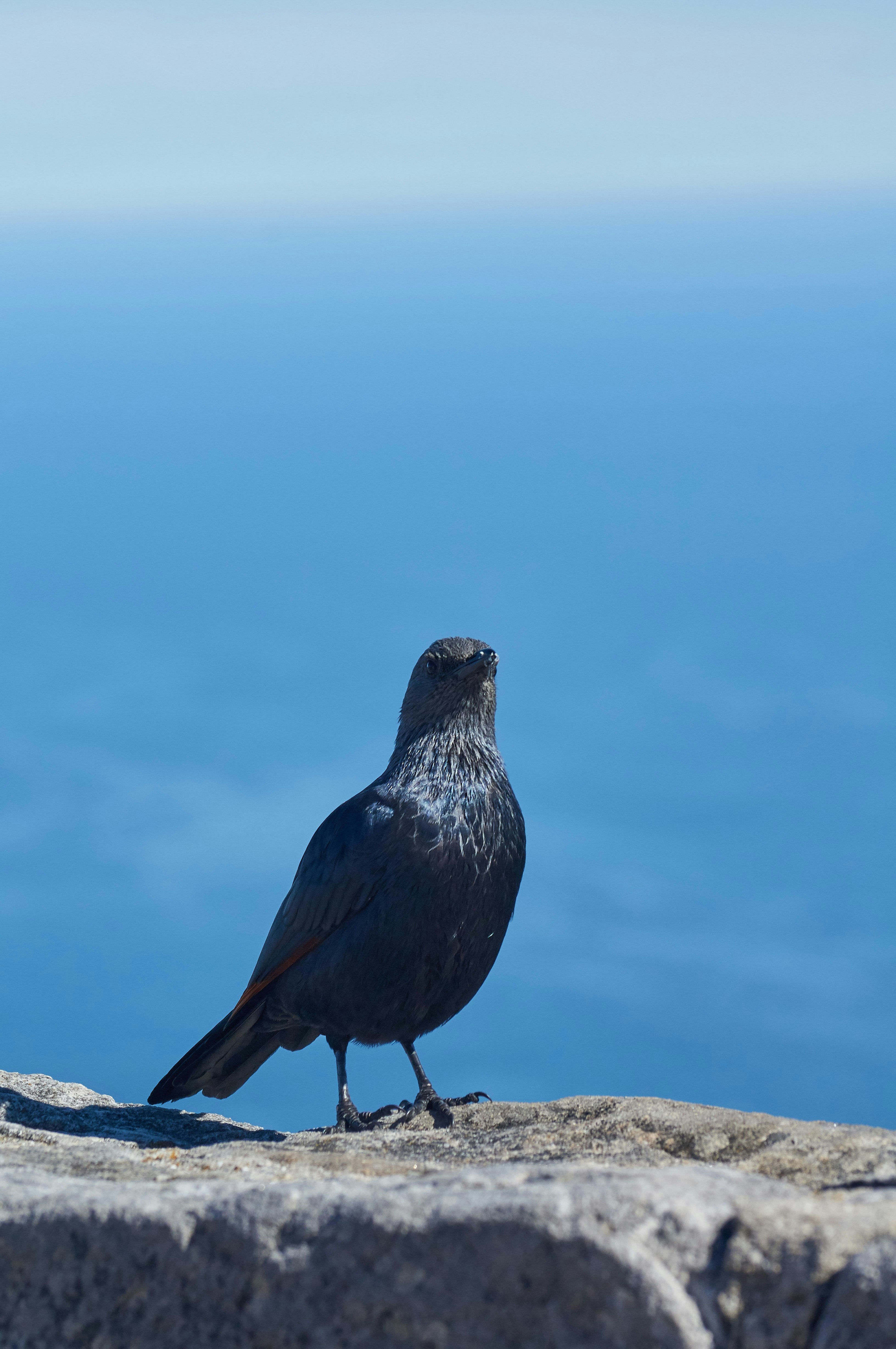 black bird on brown rock