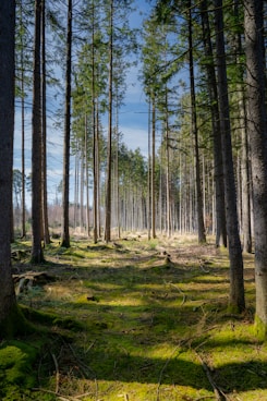 green trees on green grass field during daytime
