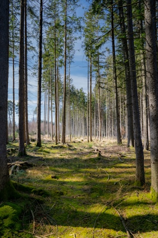green trees on green grass field during daytime