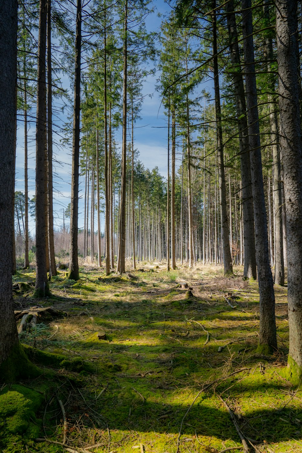 green trees on green grass field during daytime