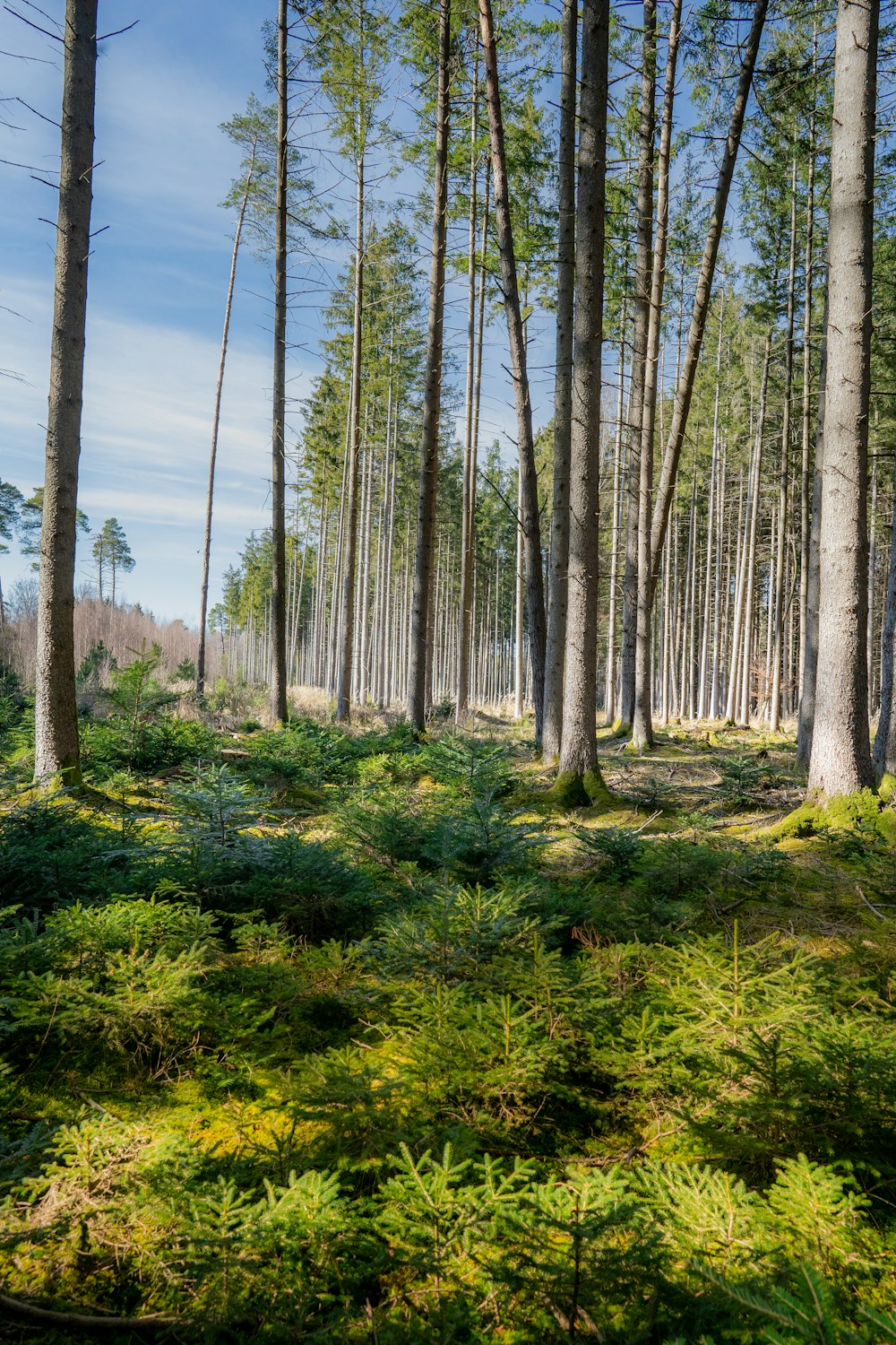 green grass and trees during daytime