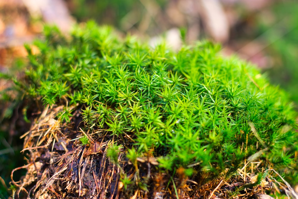 Hierba verde en la fotografía de primer plano