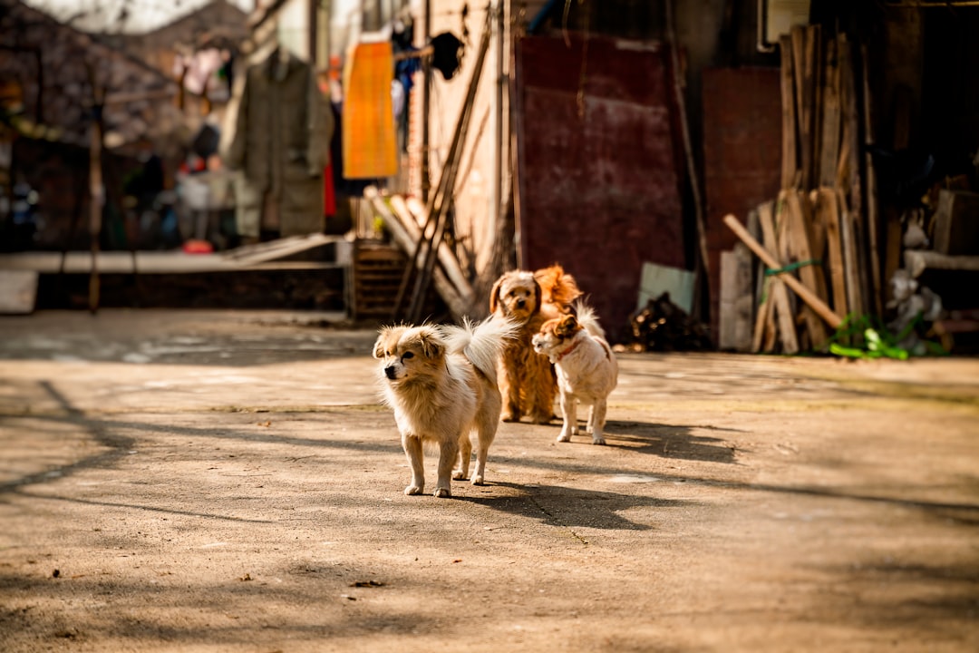 white and brown dogs on road during daytime