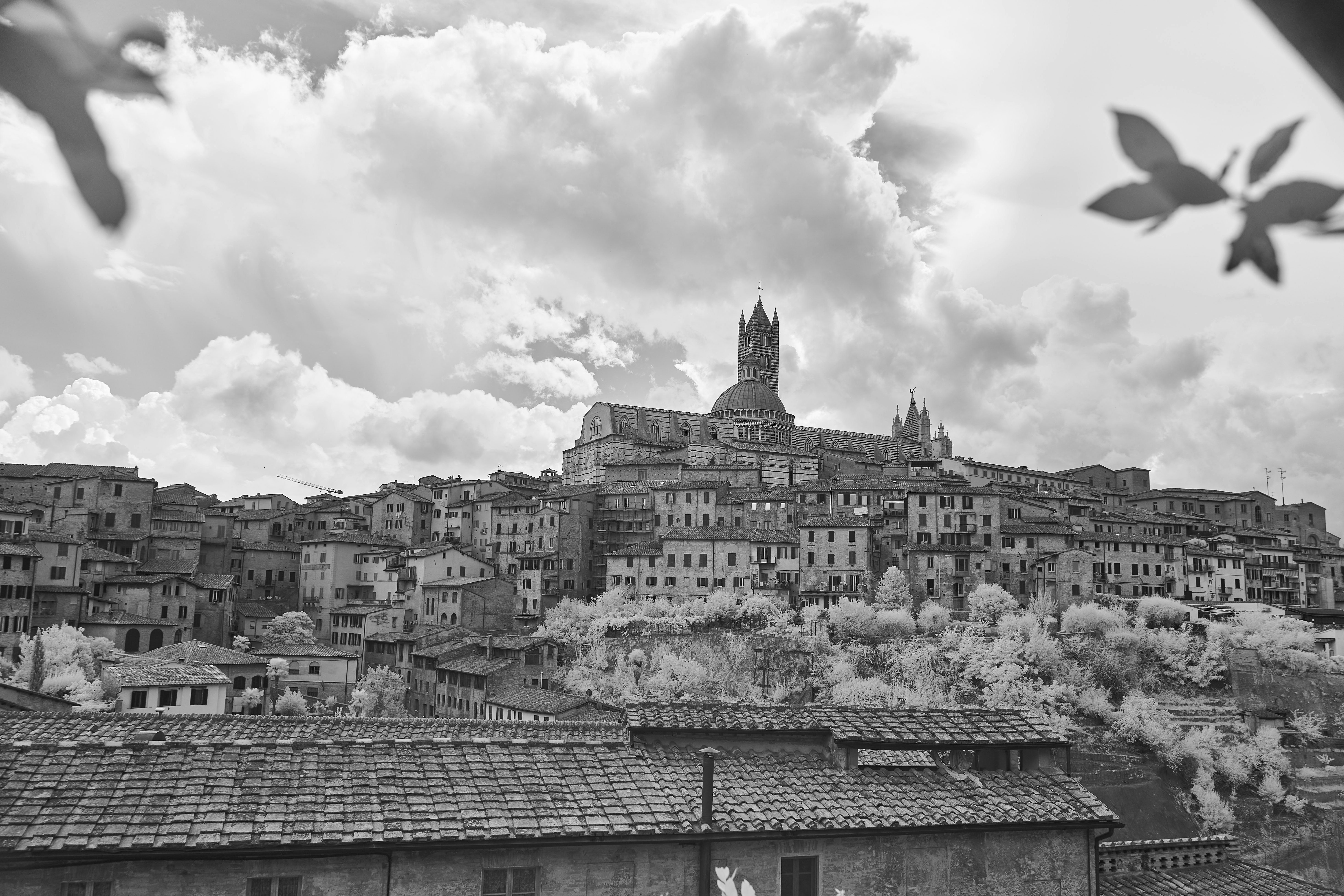 Photo by wolfgang_hasselmann