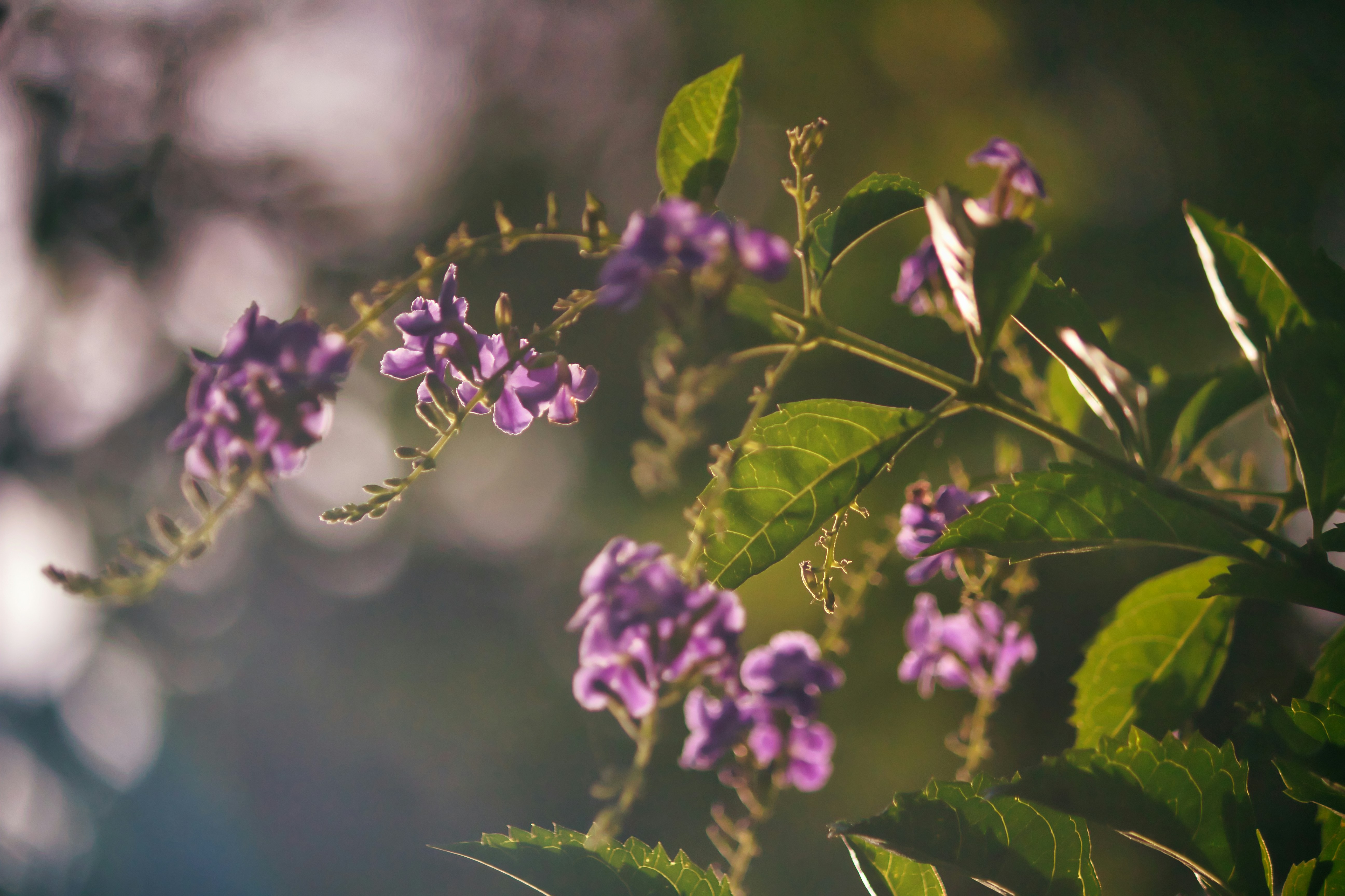 Photo by nitty_ditty