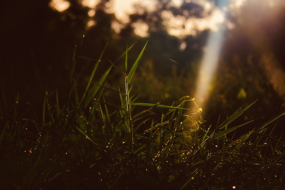 green grass field during daytime