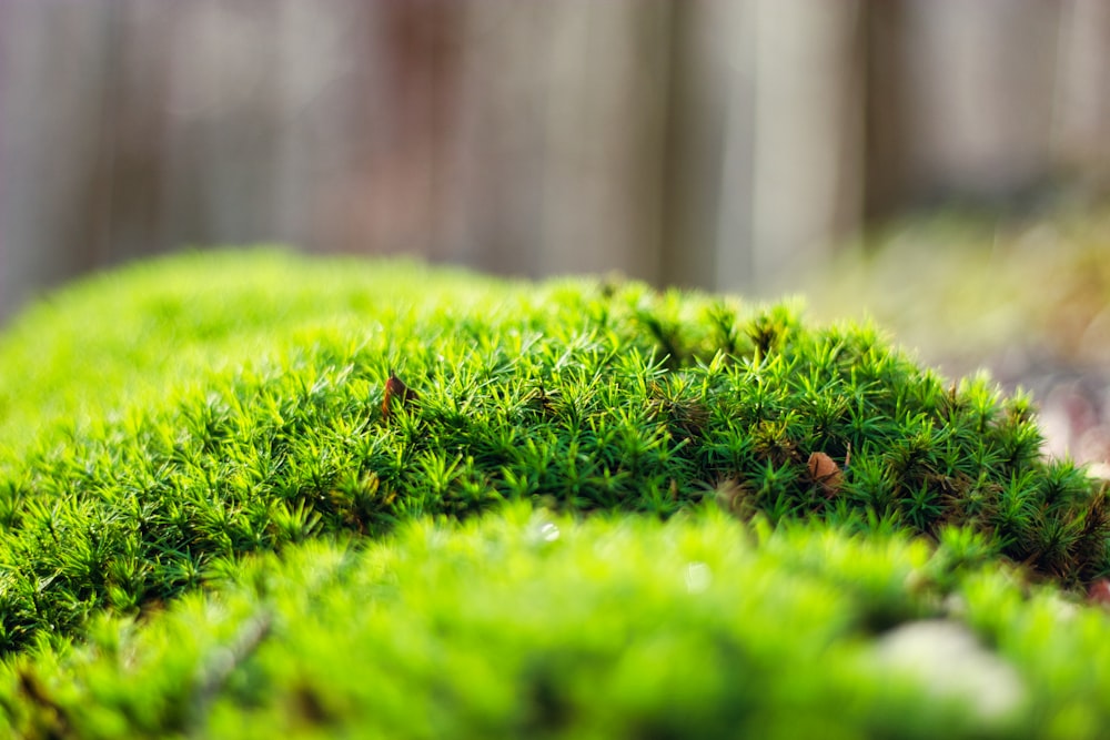 green grass field during daytime