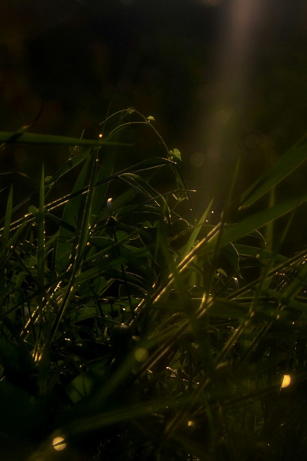 green grass in close up photography