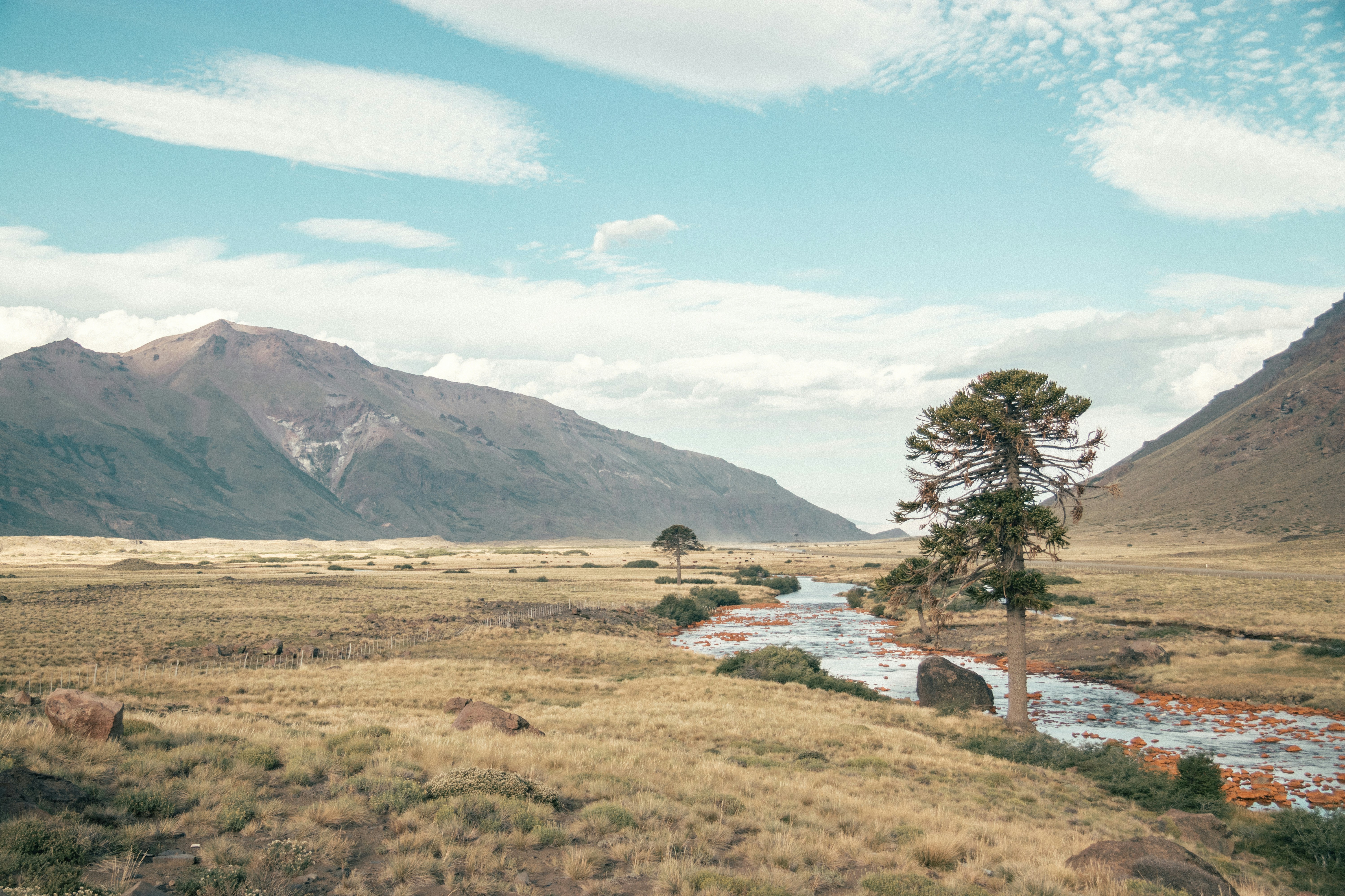 green tree near lake under blue sky during daytime, 