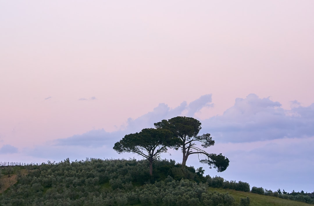 green trees on green grass field under white sky during daytime