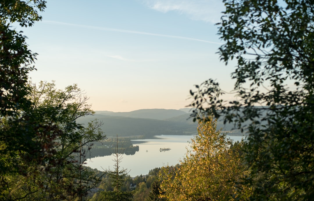 green trees near body of water during daytime