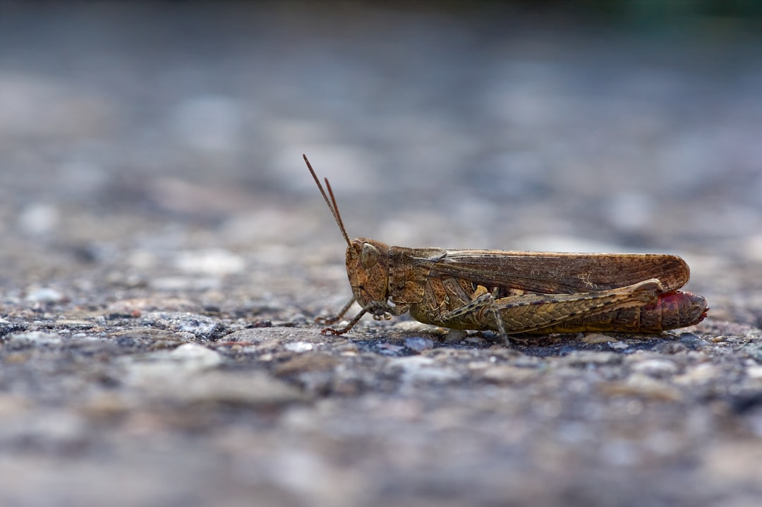 brown grasshopper on gray ground in close up photography during daytime