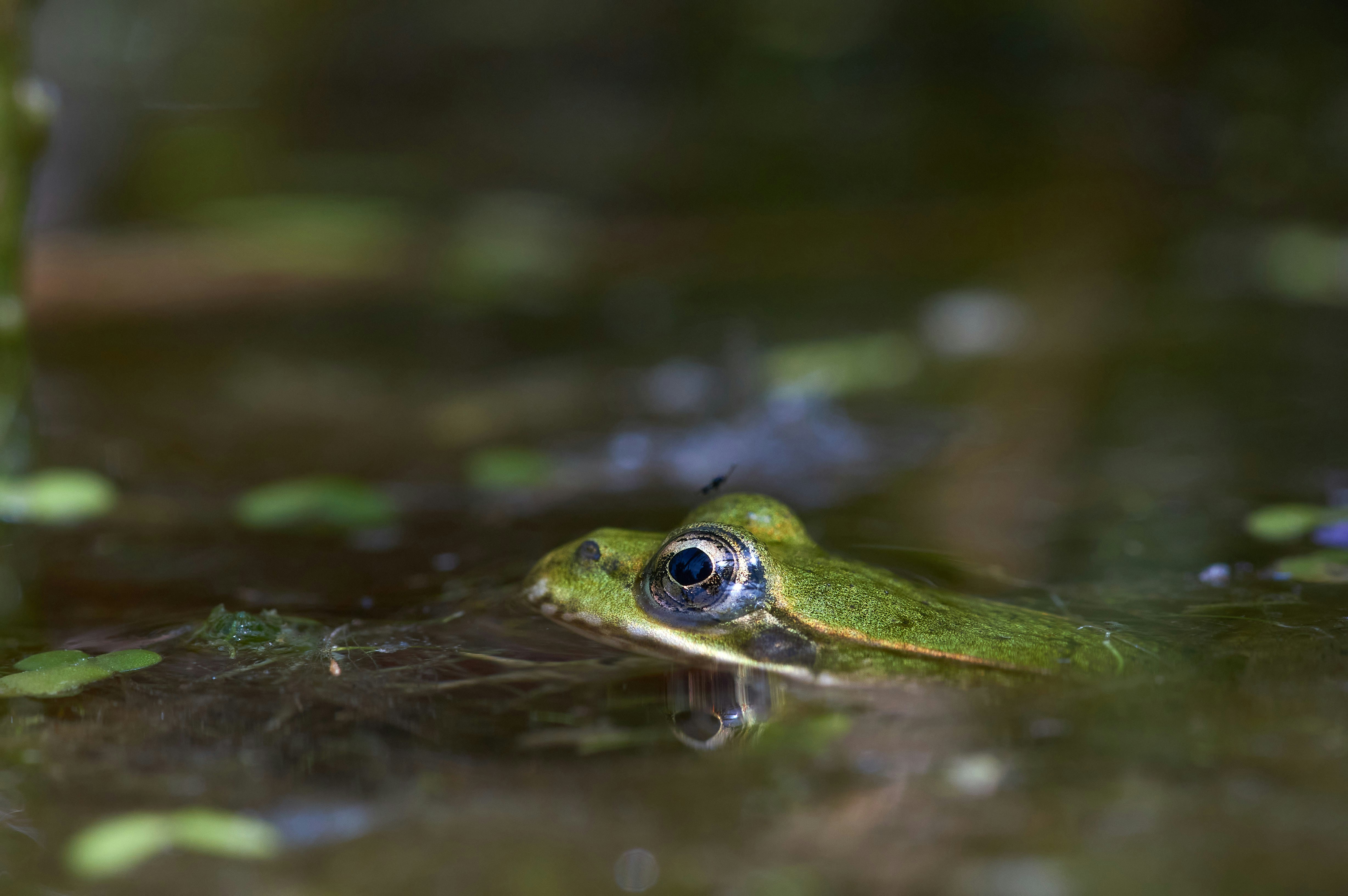 Photo by wolfgang_hasselmann