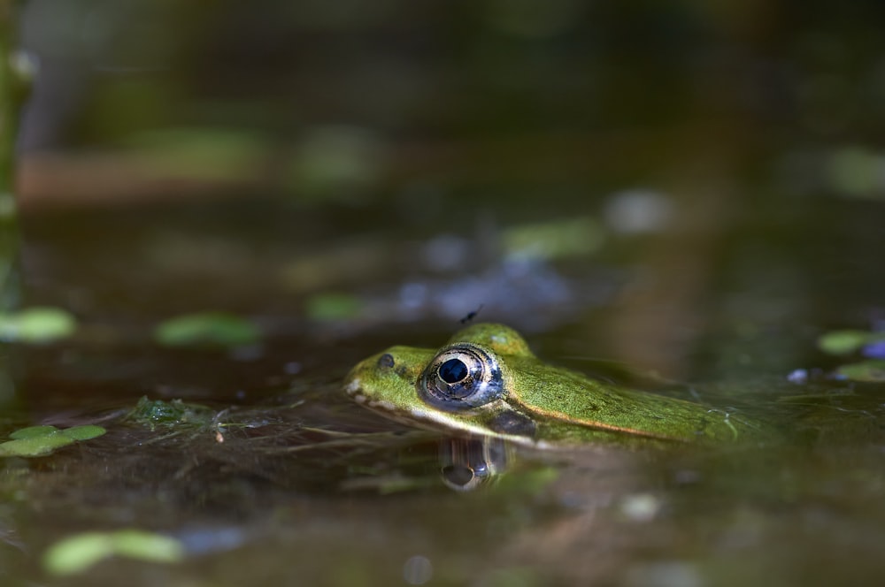 green frog on green water