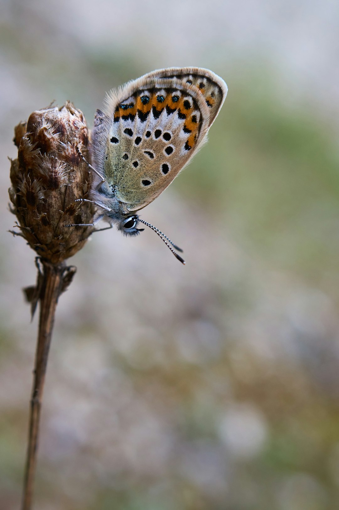 brown and white butterfly perched on brown plant stem in close up photography during daytime