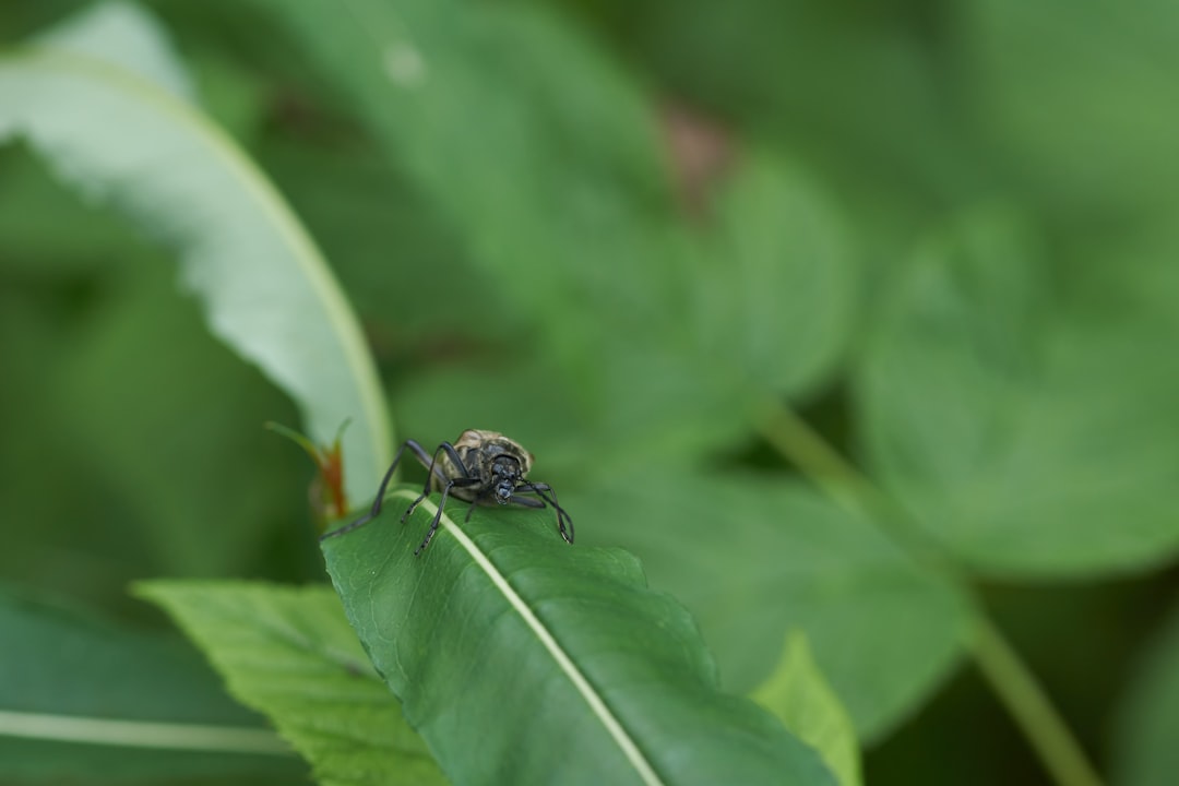 black beetle on green leaf