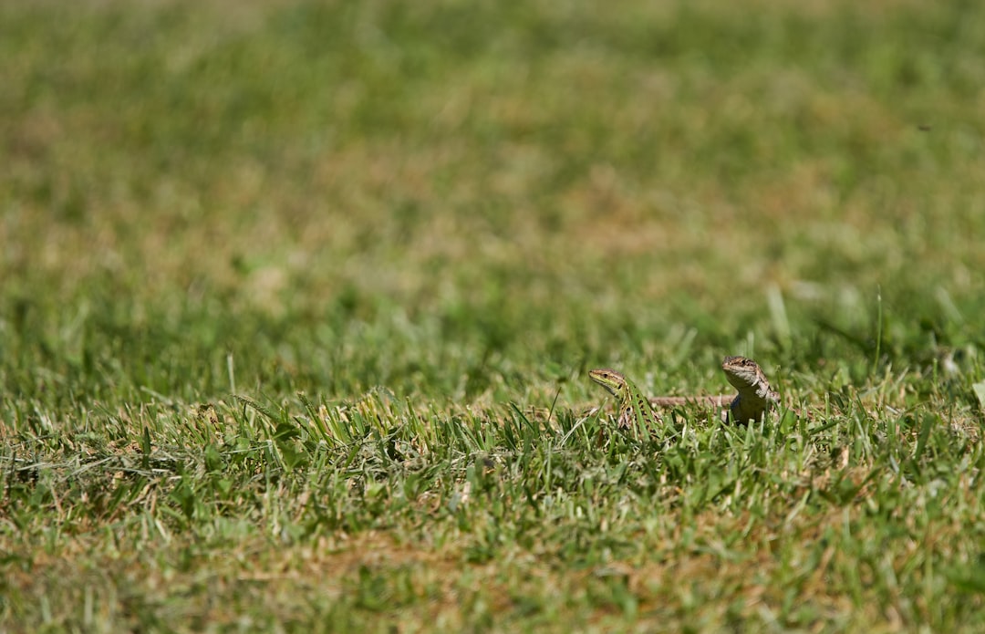 brown lizard on green grass during daytime