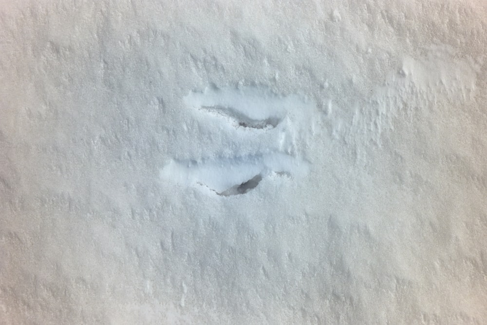 white bird on gray concrete floor