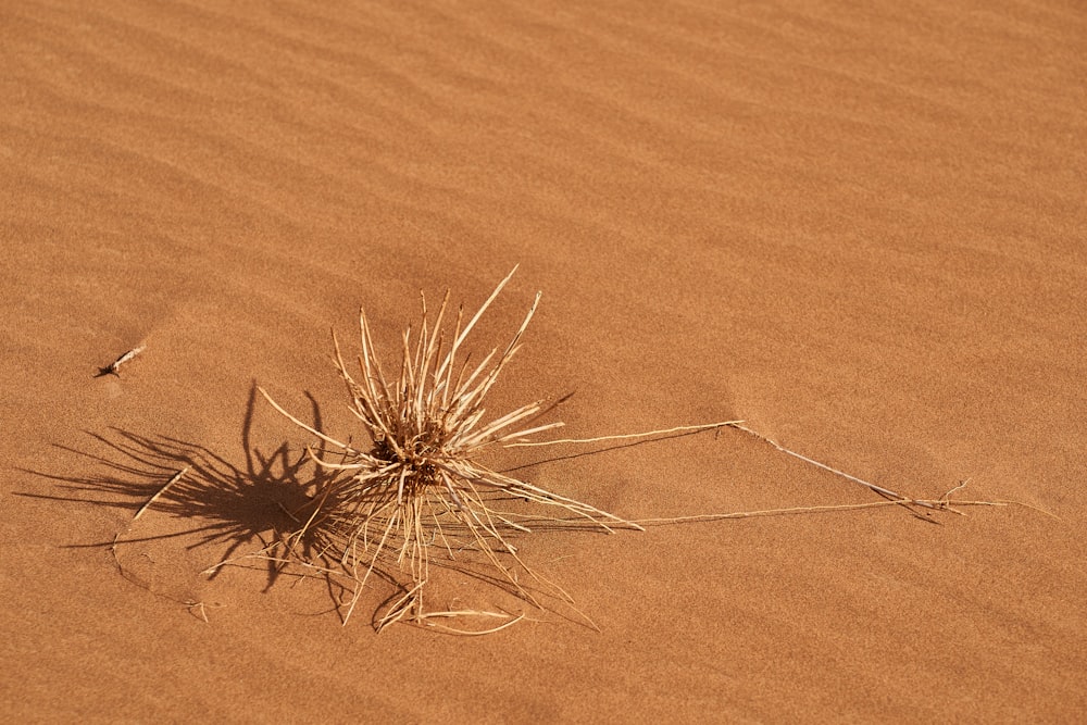 brown plant on brown sand