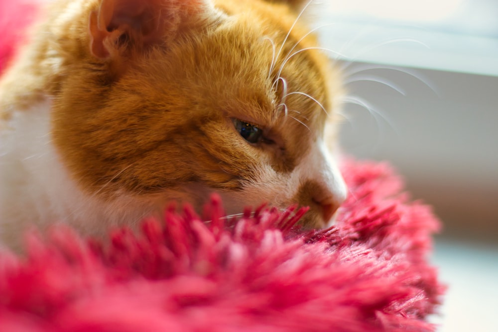 orange tabby cat on pink textile