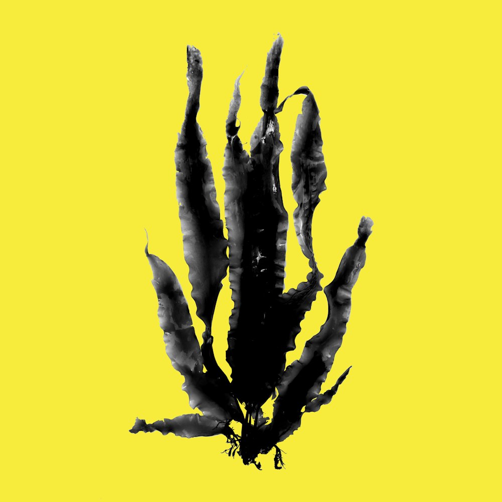 black plant on yellow background