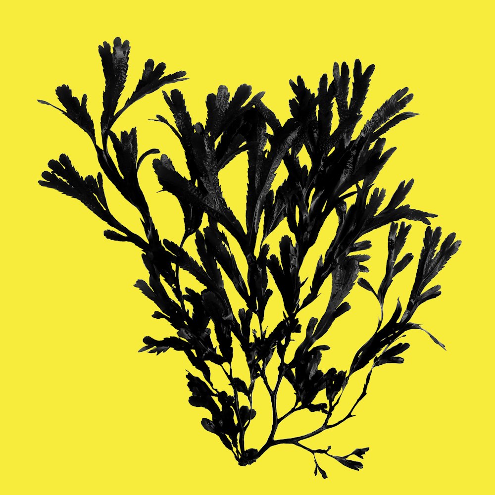 árbol negro sin hojas sobre fondo amarillo