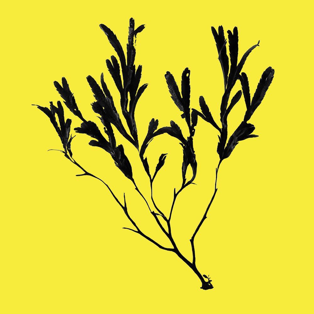 black leafless tree on yellow background