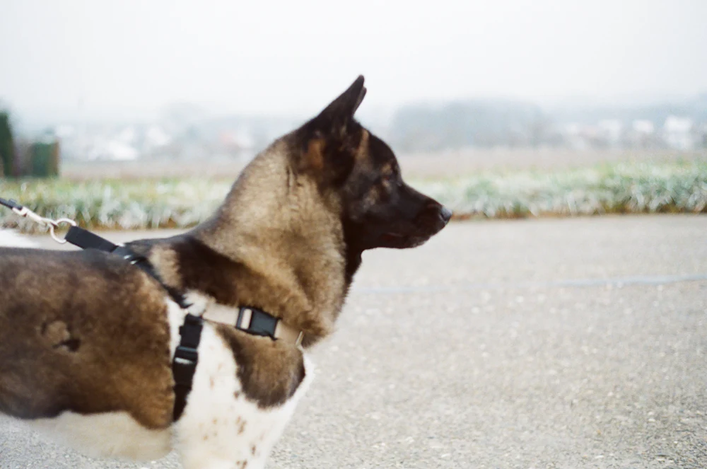 American Akita, photo 3