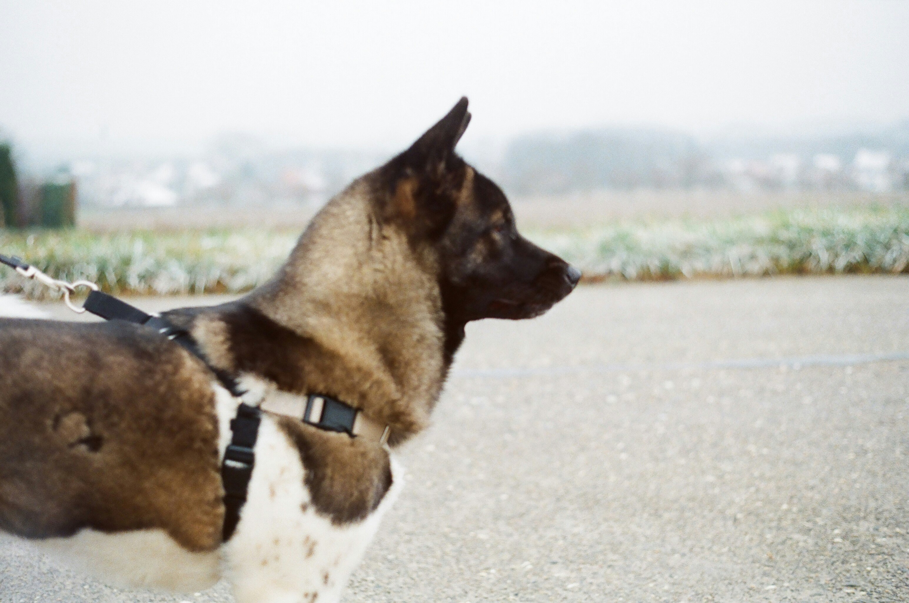 brown and white short coated dog on gray sand during daytime