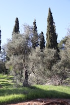 A serene landscape featuring tall, slender cypress trees standing against a clear blue sky. In the foreground, a grove of olive trees with sparse, silvery-green leaves and gnarled trunks is present. The ground is covered in vibrant green grass, and a path is visible running through the scene.