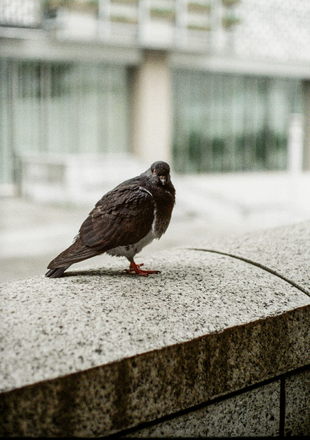 pájaro marrón sobre una superficie de hormigón gris durante el día