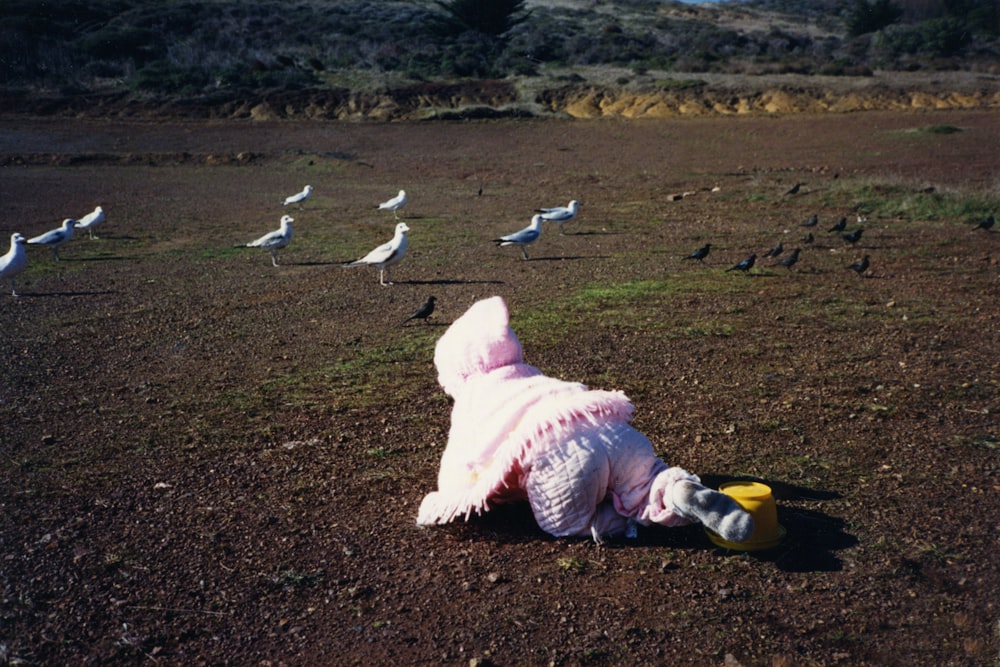 white bird on brown field during daytime