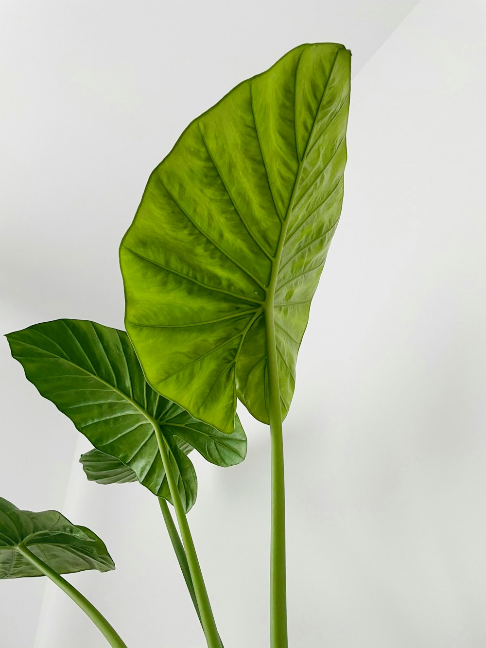 green leaf plant in close up photography