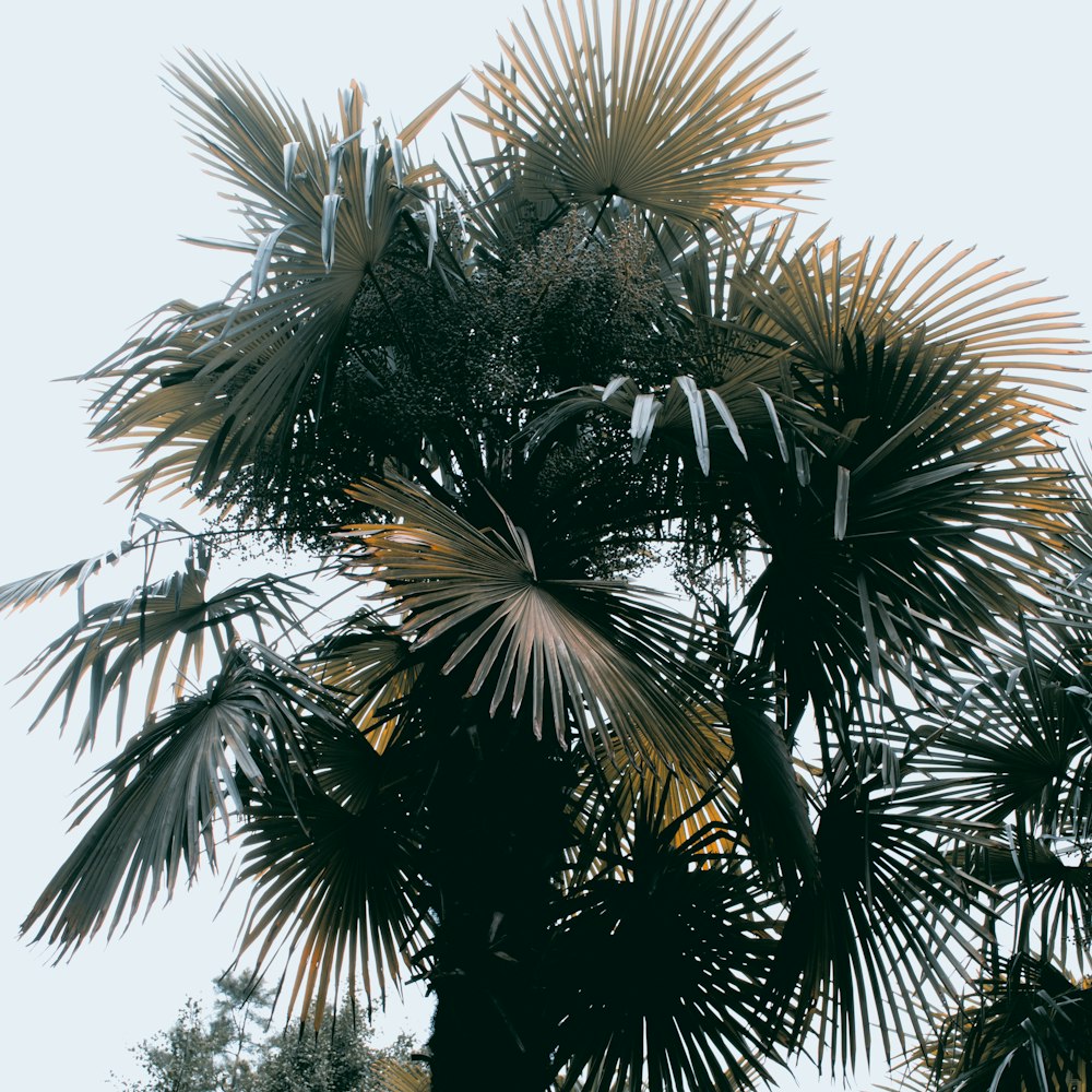 green palm tree under blue sky during daytime