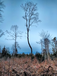 A sparse forest with a few tall, bare trees against a clear blue sky. The ground is covered in dry leaves and low shrubs, and there are darker green coniferous trees in the distance.