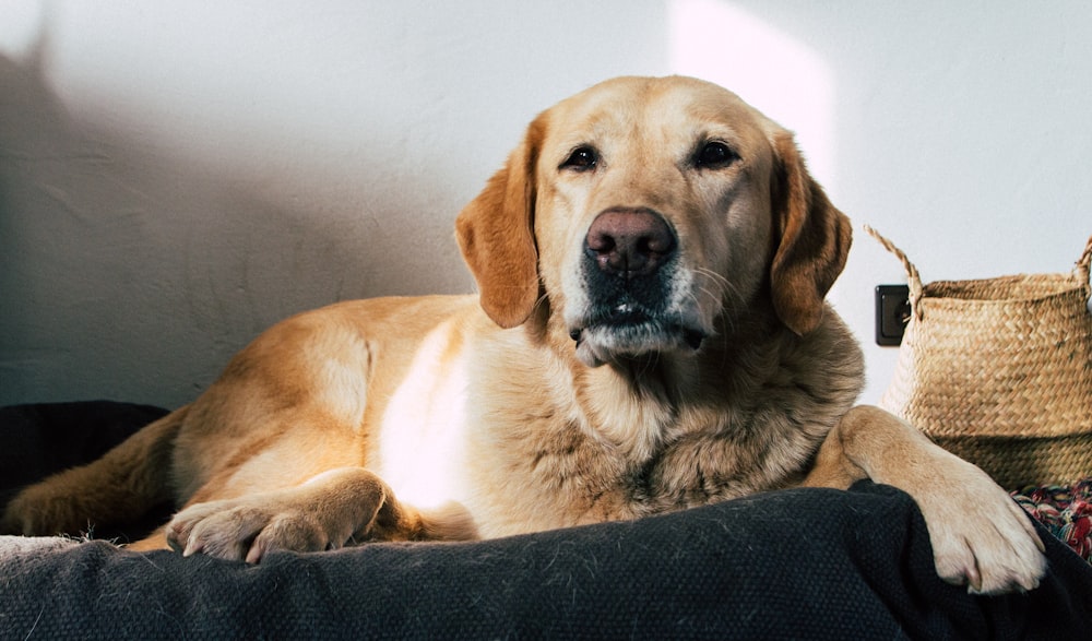 yellow labrador retriever lying on black textile