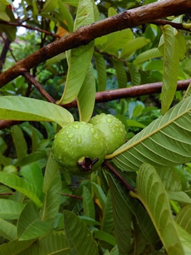 A close-up view of two green guavas with droplets of water, surrounded by lush green leaves on a tree branch. The branch is brown and textured, stretching across the image.