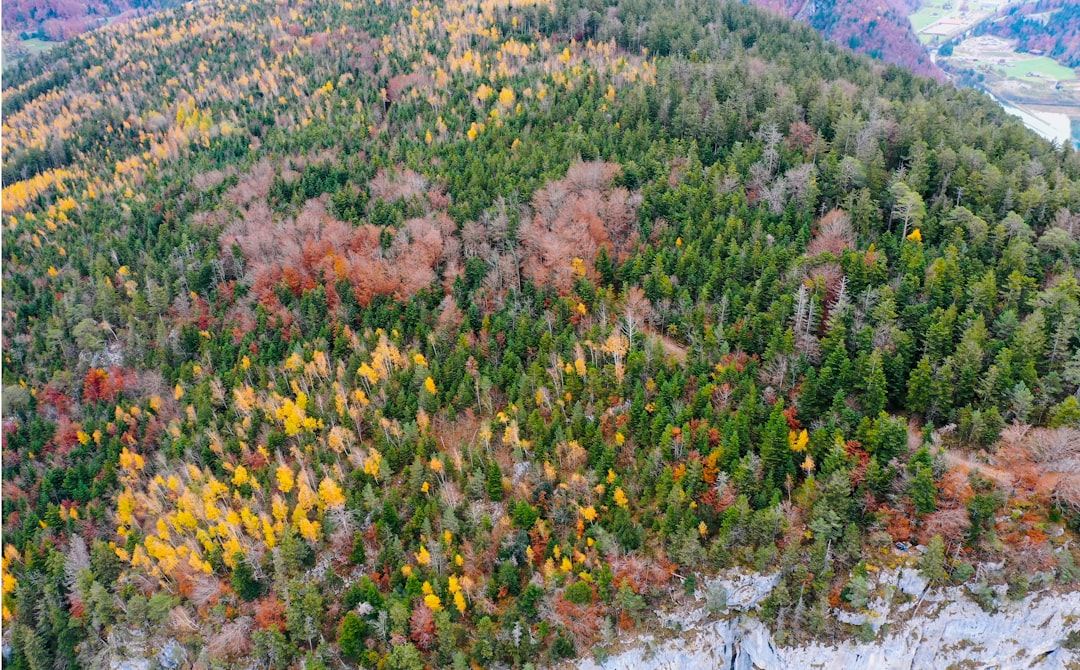 yellow and green plant on rocky ground during daytime