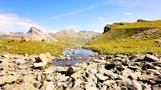 A serene Himalayan pasture with pahadi cows grazing freely under a clear blue sky.