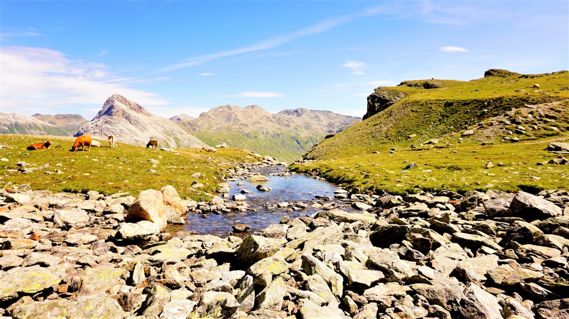 A serene Himalayan pasture with pahadi cows grazing freely under a clear blue sky.