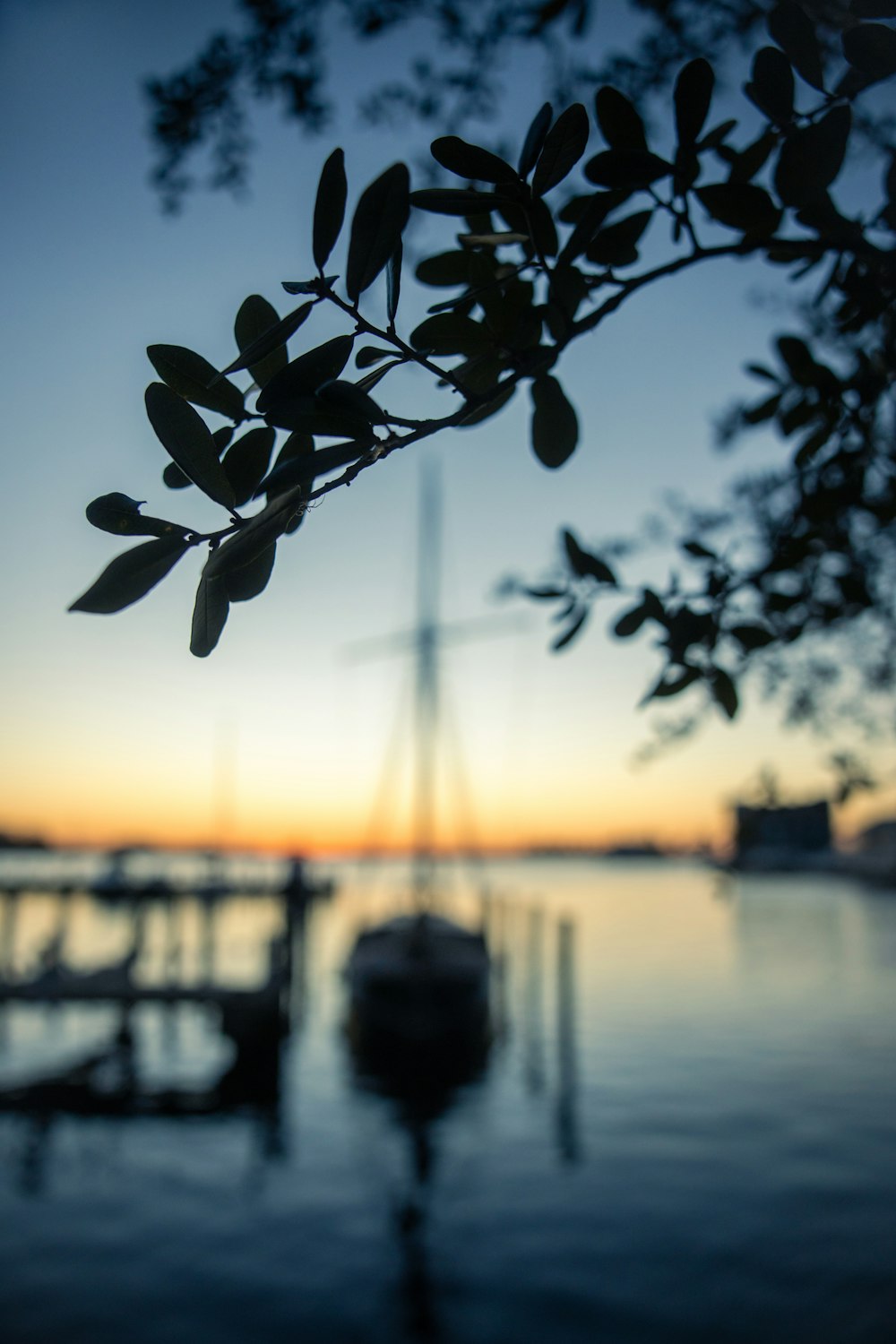 silhouette of plant near body of water during sunset