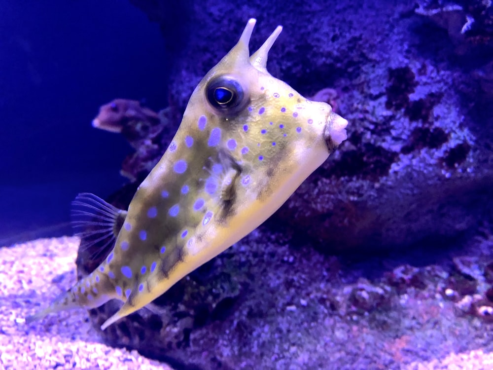 yellow and white fish in water