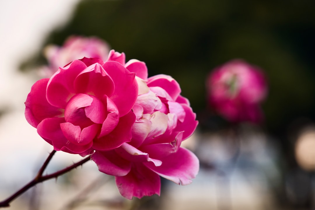 pink rose in bloom during daytime