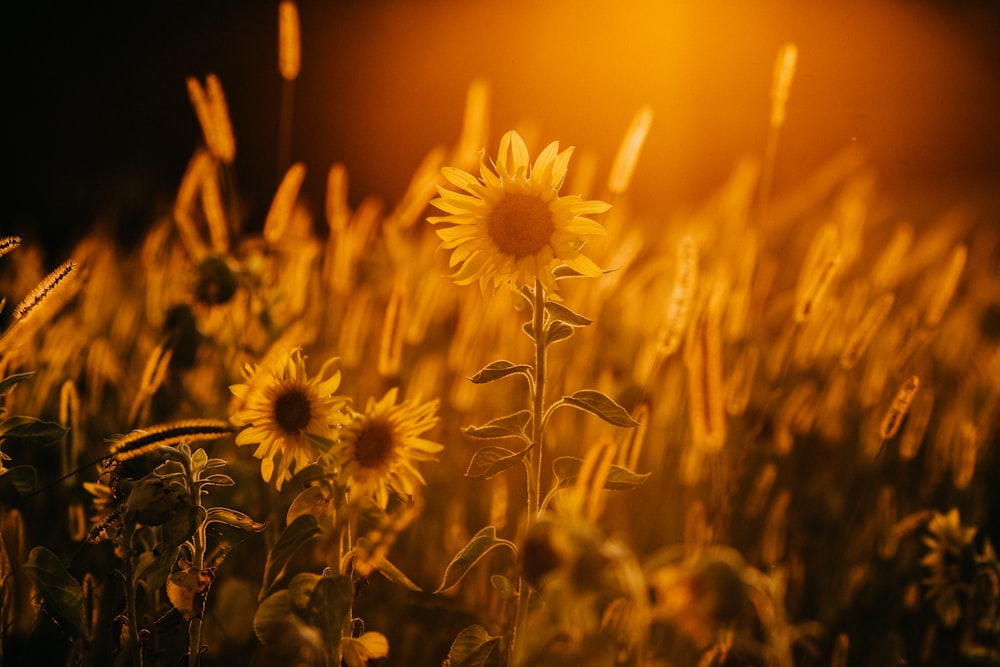 yellow sunflower in close up photography