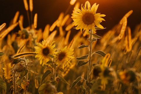 yellow flower in tilt shift lens