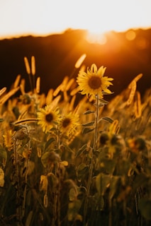 yellow flower in tilt shift lens